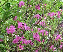 Rhododendron albrechtii.JPG