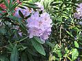 Rhododendron smirnowii