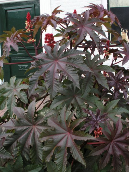 Fail:Ricinus_comm_leaves.jpg