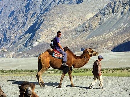 Riding Bactrian camel Nubra.jpg