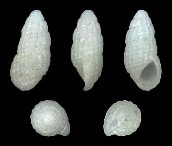 Rissoina fusca