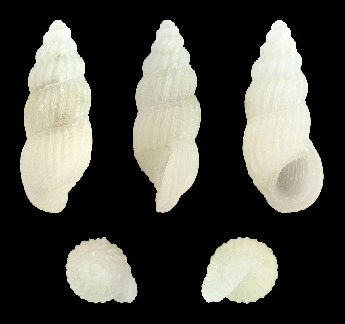 Rissoina multicostata