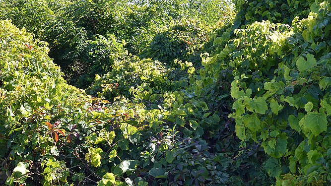 Riverbank Grape (Vitis riparia)