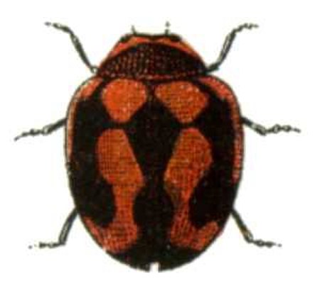 Rodolia cardinalis