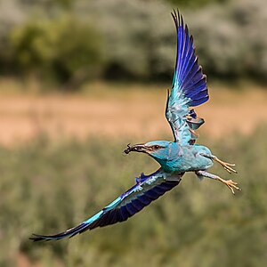 Euroasian Roller