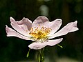 * Nomination Blossom of a dog rose. Stack of 13 focal points. --Ermell 21:27, 25 May 2022 (UTC) * Promotion  Support Good quality. --George Chernilevsky 04:25, 26 May 2022 (UTC)