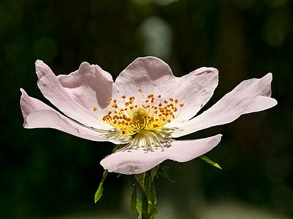 Blossom of a dog rose. Stack of 13 frames