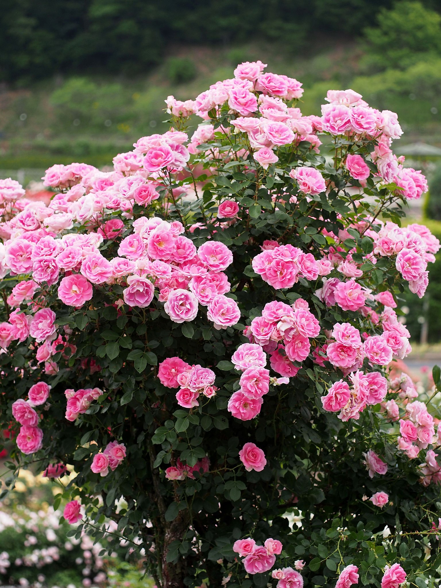 File Rose Carefree Wonder バラ ケアフリー ワンダー Jpg Wikimedia Commons