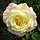 Rose.A.Mailend1.jpg