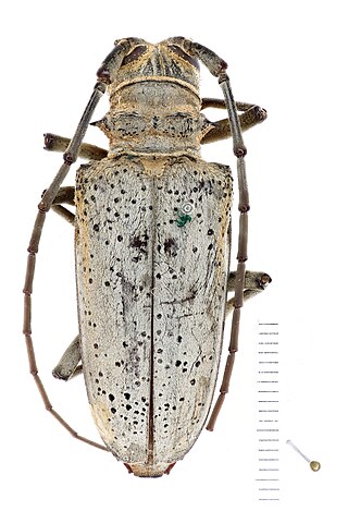 <i>Rosenbergia megalocephala</i> Species of beetle