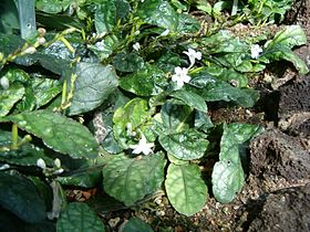 Ruellia drymophila