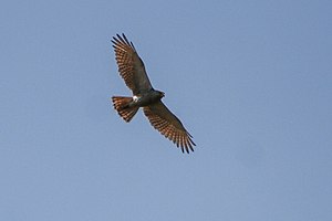 Ruĝecflugila buteo