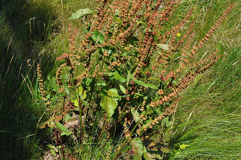 File:Rumex crispus - whole plant, leaves, seedhead (18875472578).jpg