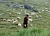 A shepherd in the Făgăraș Mountains