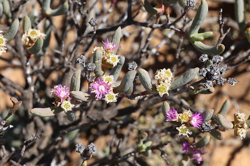 File:Ruschia sp. (Aizoaceae) (36689680823).jpg