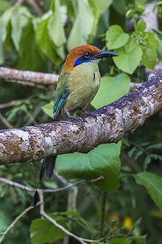 <span class="mw-page-title-main">Russet-crowned motmot</span> Species of bird