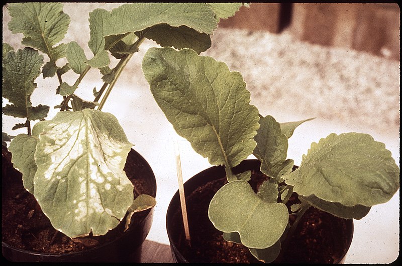 File:SMOG-DAMAGED AND "CLEAN" PLANTS SHOWN TOGETHER AT THE STATEWIDE AIR POLLUTION RESEARCH CENTER - NARA - 542693.jpg