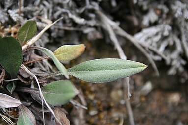 Leaf of subsp. infima