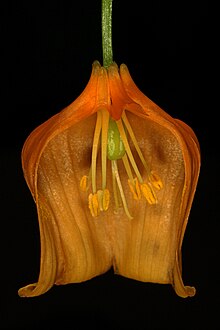 Androgynous flower of Sandersonia aurantiaca cut open longitudinally to show the androecium, which comprises the anthers surrounding the green central pistil Sandersonia aurantiaca 1DS-II 2-5399.jpg