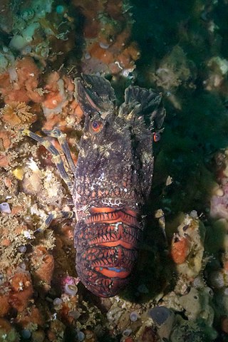 <i>Scyllarus arctus</i> Species of slipper lobster