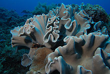 花環肉質軟珊瑚 维基百科 自由的百科全书