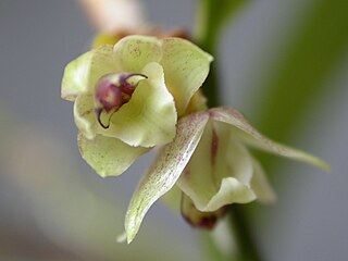 <i>Scaphyglottis modesta</i> Species of orchid
