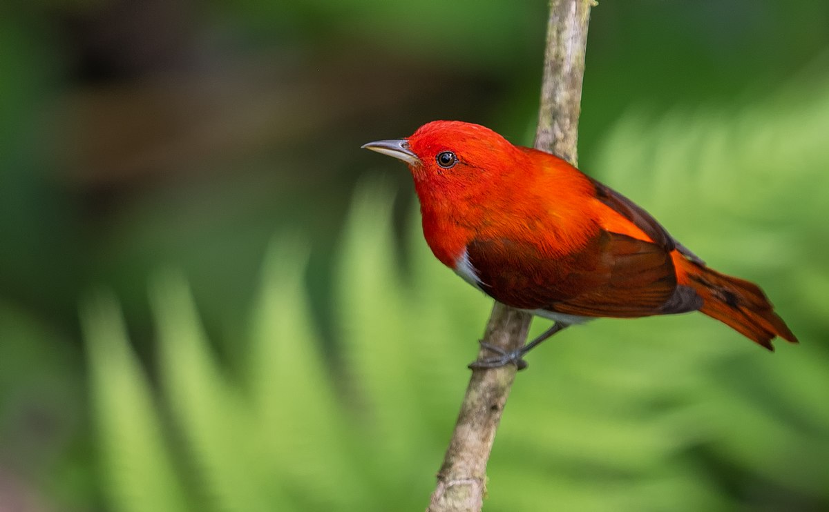 Birds of the Sugarbush: Scarlet Tanager