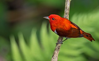 Scarlet-and-white tanager Species of bird from South America