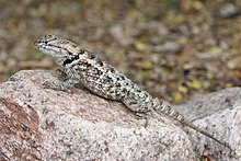 جادوگر Sceloporus Phoenix.jpg