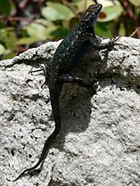 Sierra fence lizard (Sceloporus occidentalis)