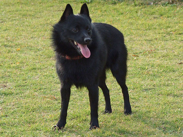 which dog breeds are black