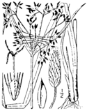 Scirpus × peckii BB-1913.png
