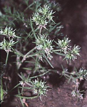 Annual ball (Scleranthus annuus)