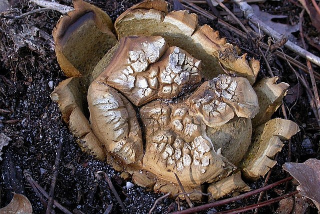 Scleroderma polyrhizum: fotografijŏ