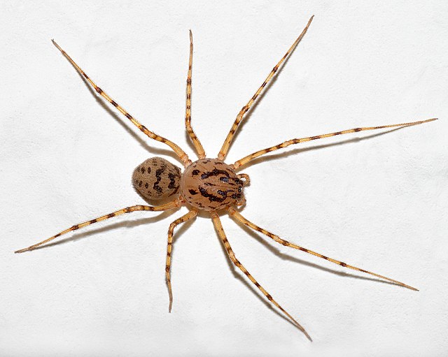 Spiders - Wikipedia