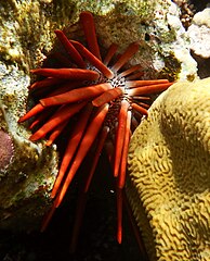 File:Seeigel, Stachelhäuter im Roten Meer DSCF5767WI.jpg (Category:Heterocentrotus mamillatus)