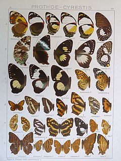<i>Issoria altissima</i> species of butterfly