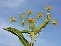 Inflorescence