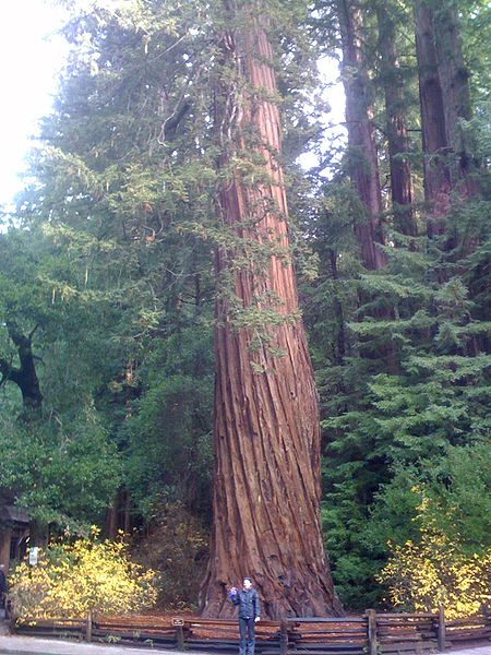 File:Sequoia sempervirens 01.jpg