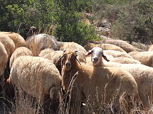 Agriculture In Israel