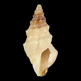 <i>Clavus minutissimus</i> Species of gastropod