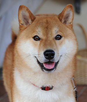 Shiba Inu: Penampilan, Perangai, Sejarah