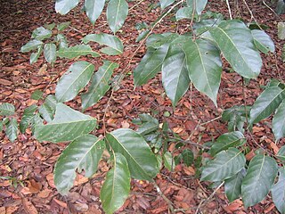 <i>Shorea glauca</i> Species of tree