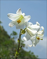 Lilioid monocots