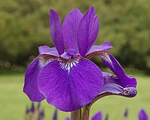 Paarse Siberische iris