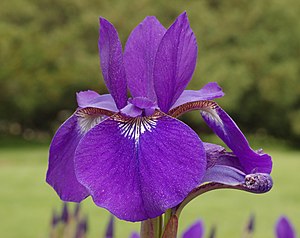 Purple Siberian iris