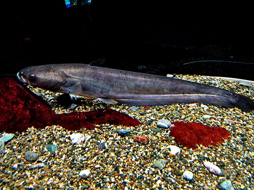 琵琶湖鲶 – giant lake biwa catfish