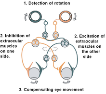 The mechanism of the vestibulo-ocular reflex. Simple vestibulo-ocular reflex.PNG