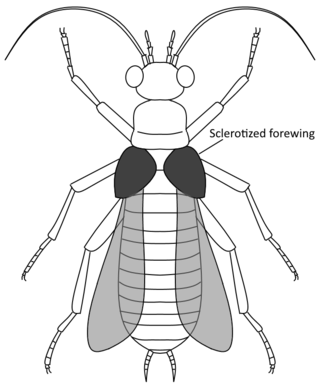 <span class="mw-page-title-main">Alienopteridae</span> Extinct family of cockroaches