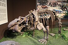 Xitoyning Sinokannemeyeria-Paleozoological Museum.jpg